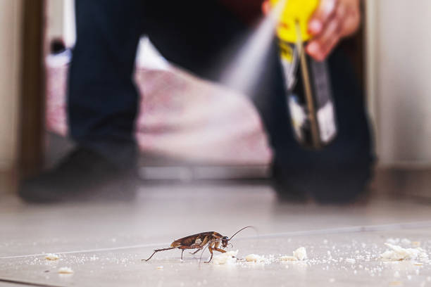 Best Flea Control Services  in Lihue, HI